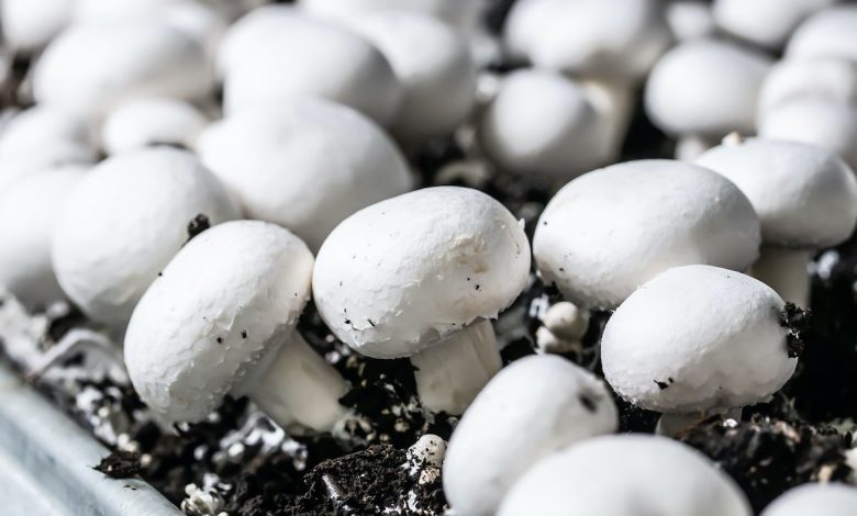 iStock-1191964563-how-to-grow-mushrooms-780x470