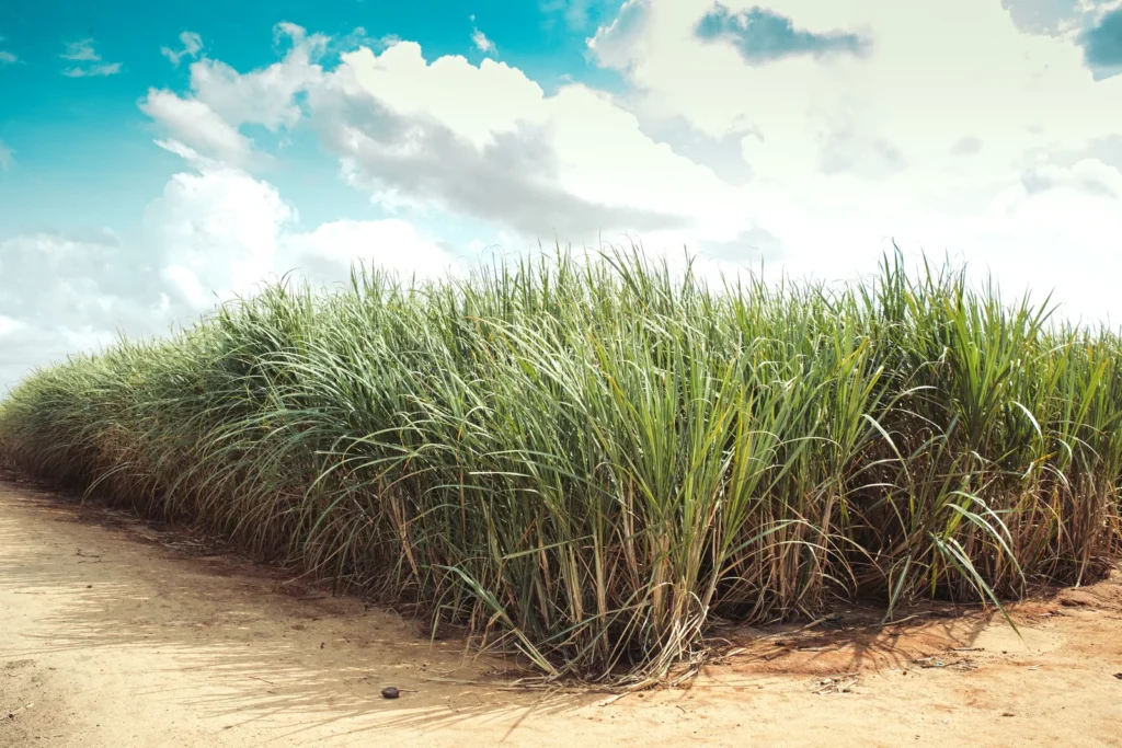 2B1EBDCE-7E56-4236-BB13DC91F6B8F57D-azam-2019---sugarcane-tanzania-004