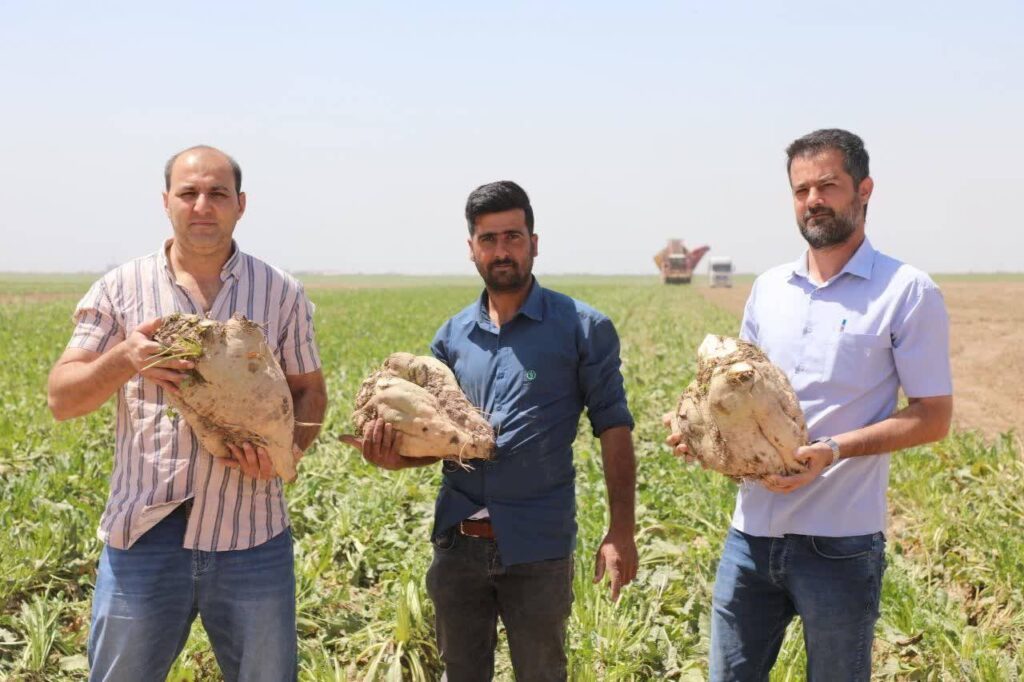 برداشت چغندر از مزارع شرکت کشت و صنعت نیشکر دعبل خزاعی