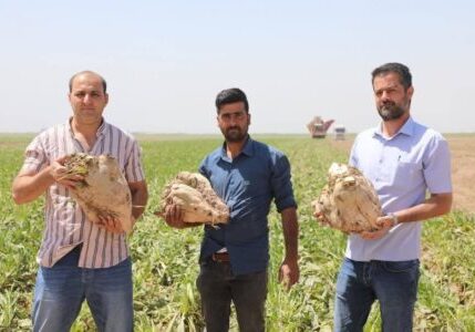 برداشت چغندر از مزارع شرکت کشت و صنعت نیشکر دعبل خزاعی