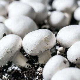 iStock-1191964563-how-to-grow-mushrooms-780x470