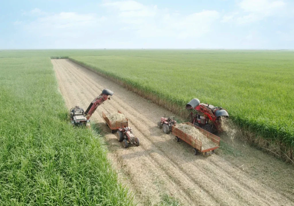 برداشت سبز 2