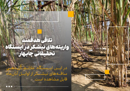 تلاقی واریته های نیشکر